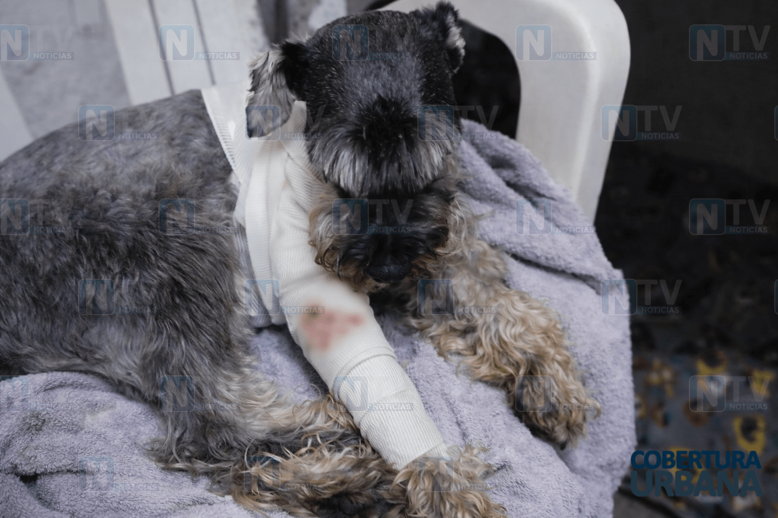 Bala perdida hiere a perro durante festejos de Año Nuevo en Tepic